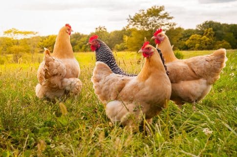 Chickens used for animal fat