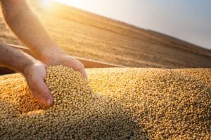 Soybeans for soybean oil