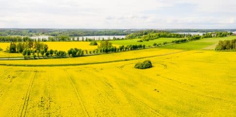 Rapeseed fields for oil production